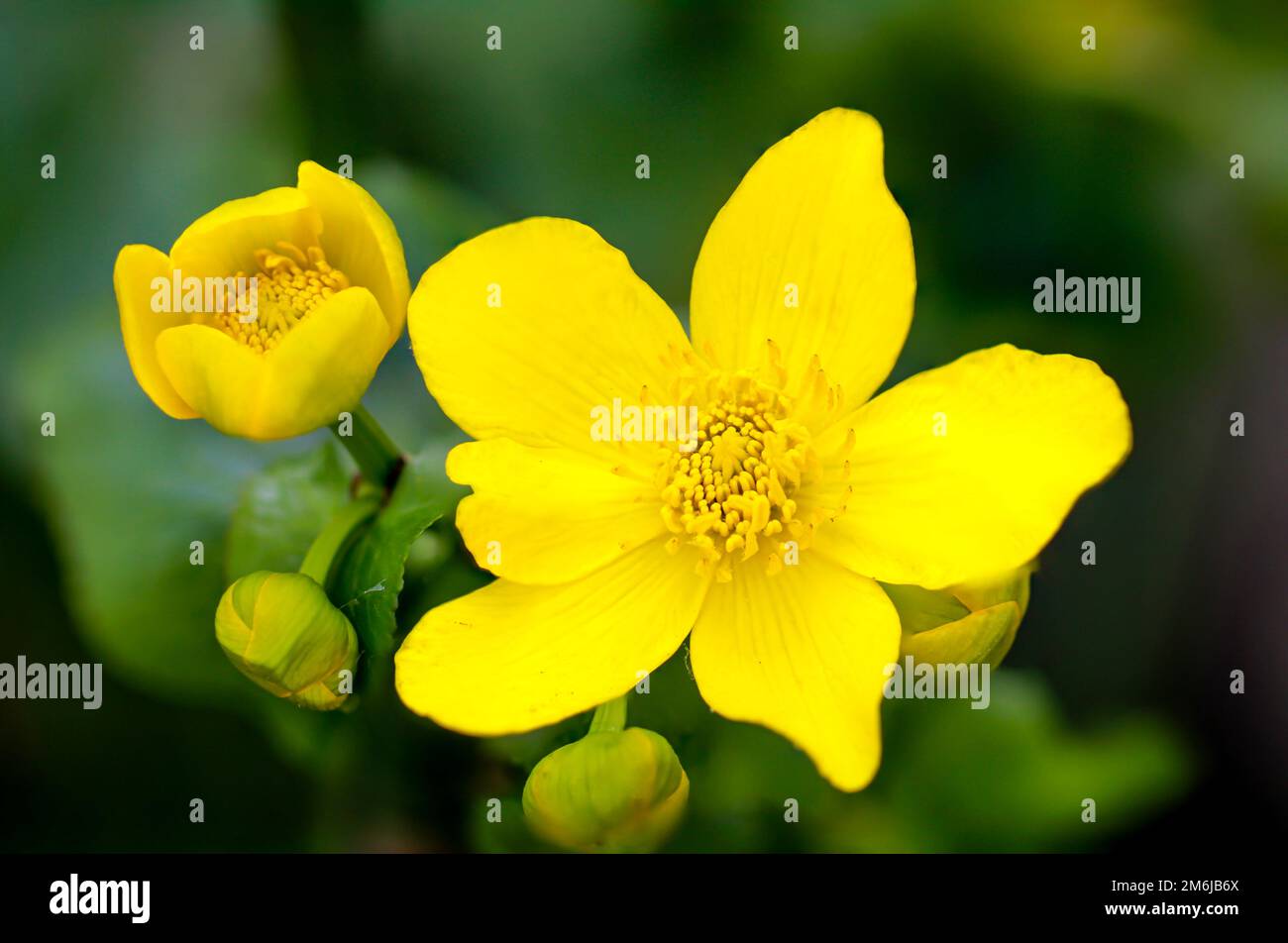 Gros plan sur un marais. Les fleurs d'un marais marigold. Banque D'Images