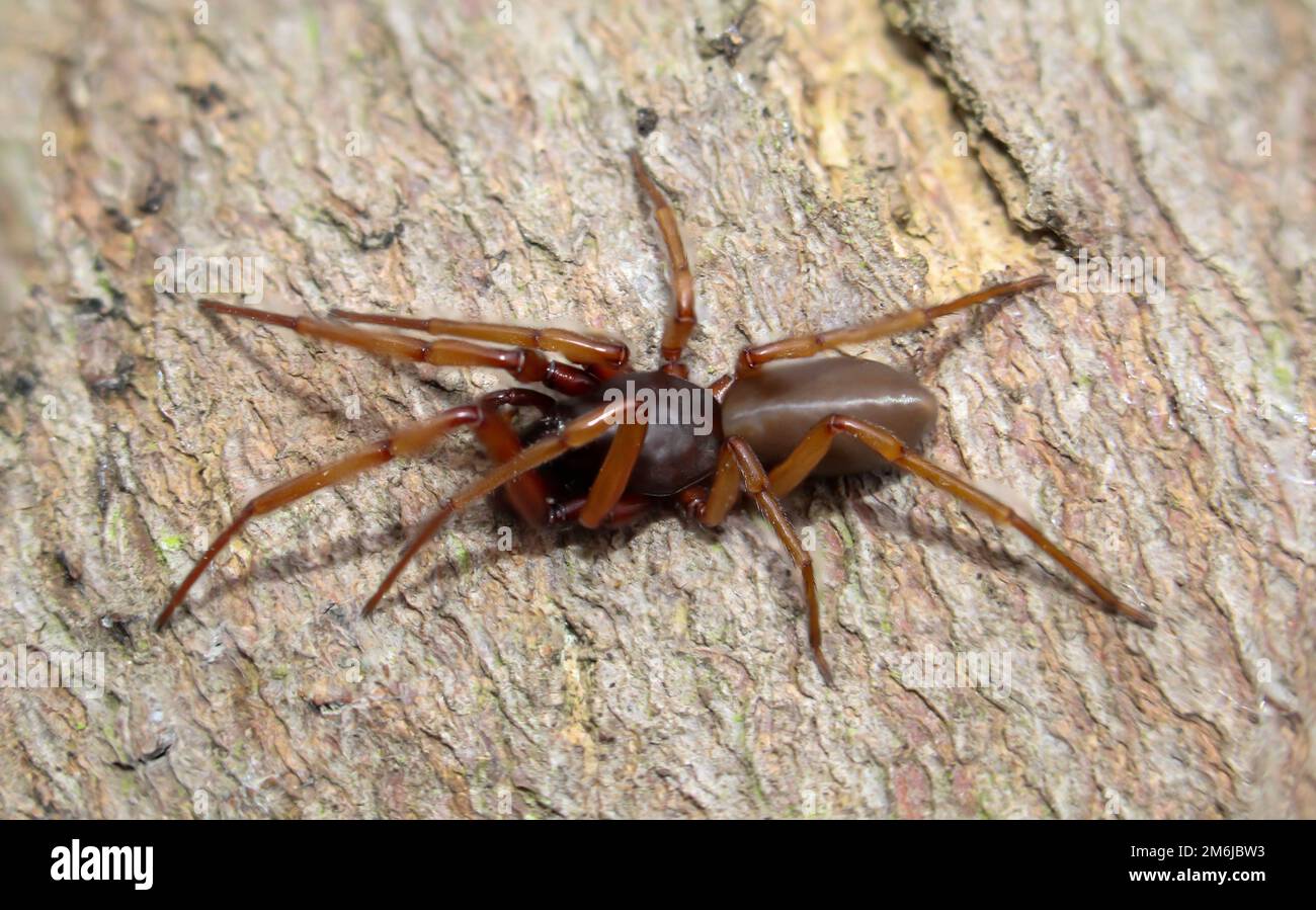 Gros plan d'une araignée à six yeux. C'est une famille des véritables araignées de Web. Banque D'Images