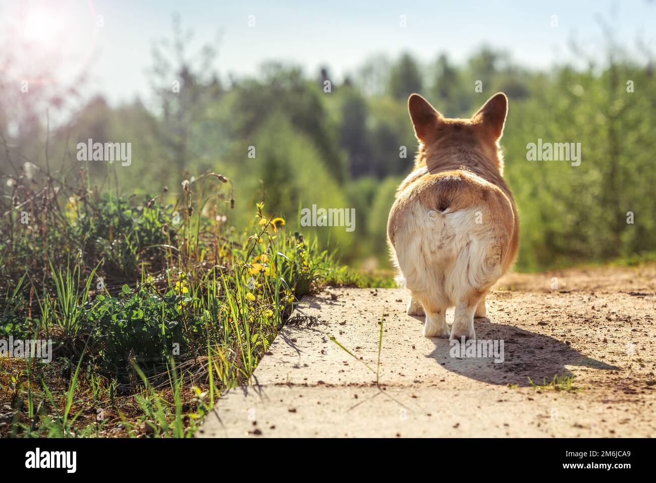 Sourire Pembroke gallois Corgi chiot mignon boty Banque D'Images