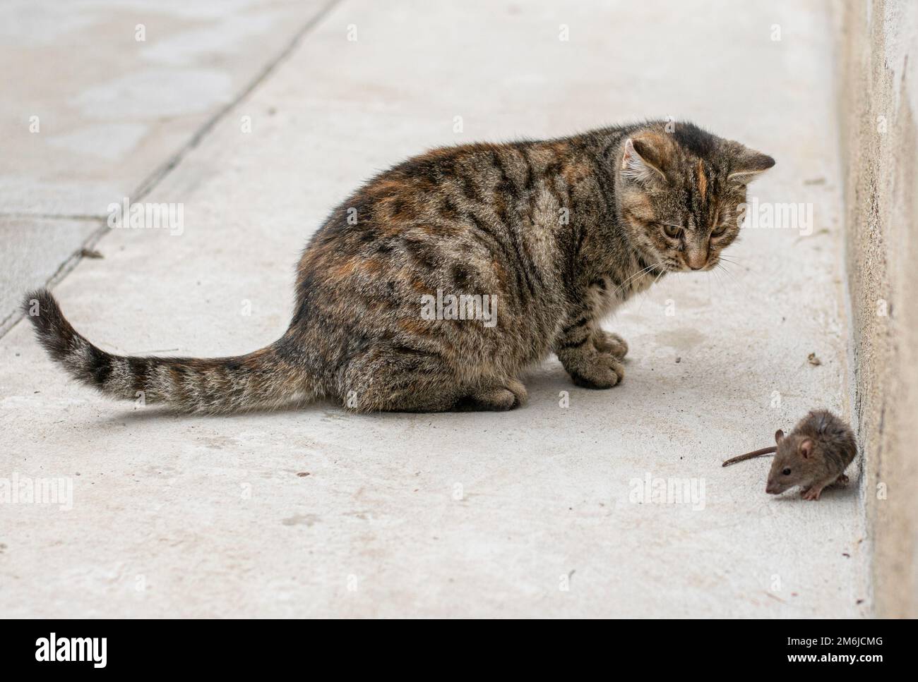 Chat gris arraché chasse la souris. Jeune chat attrapant une souris. Banque D'Images