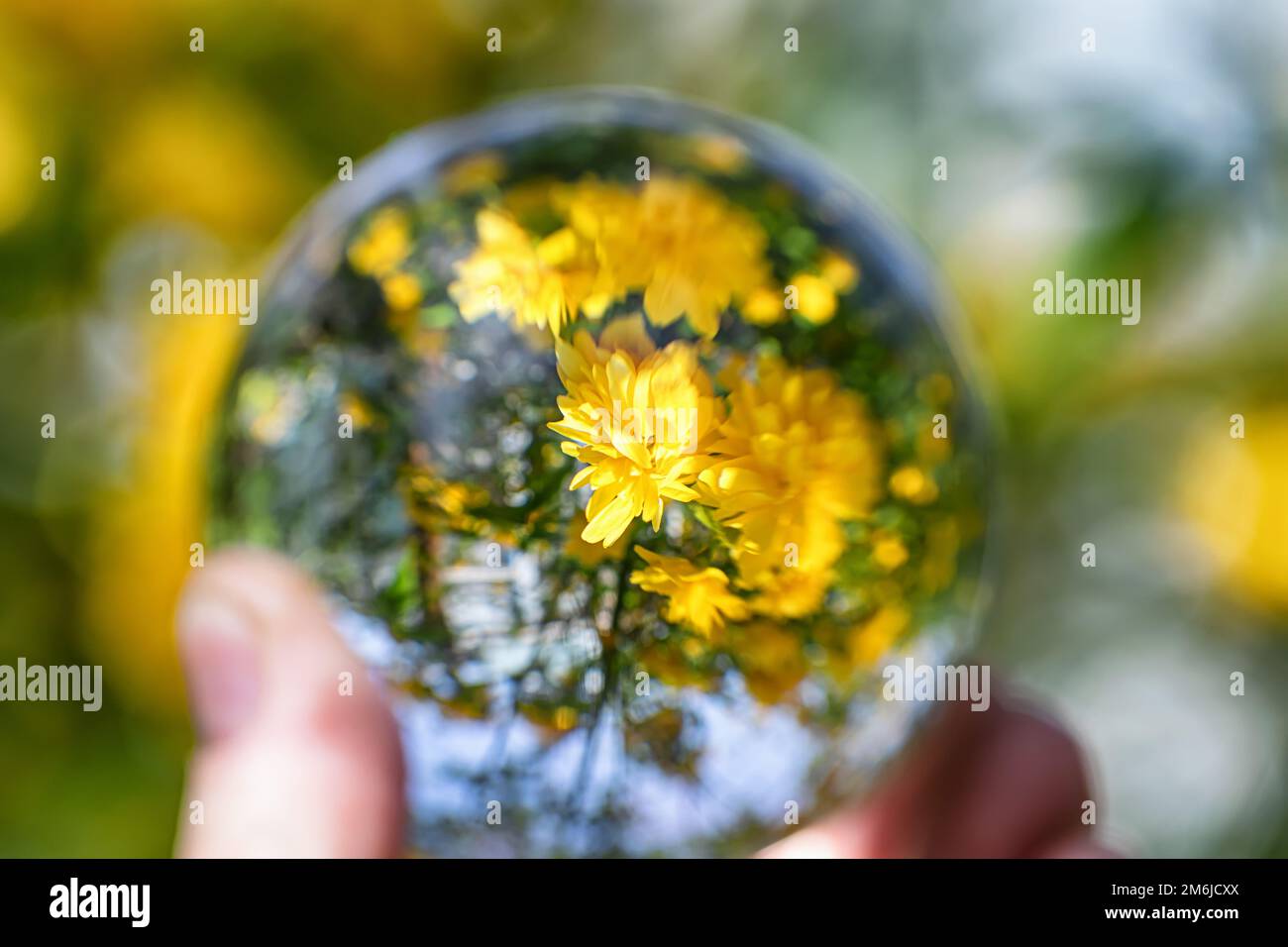 Vue sur la magnifique fleur jaune buisson dans le jardin à travers une boule de cristal Banque D'Images