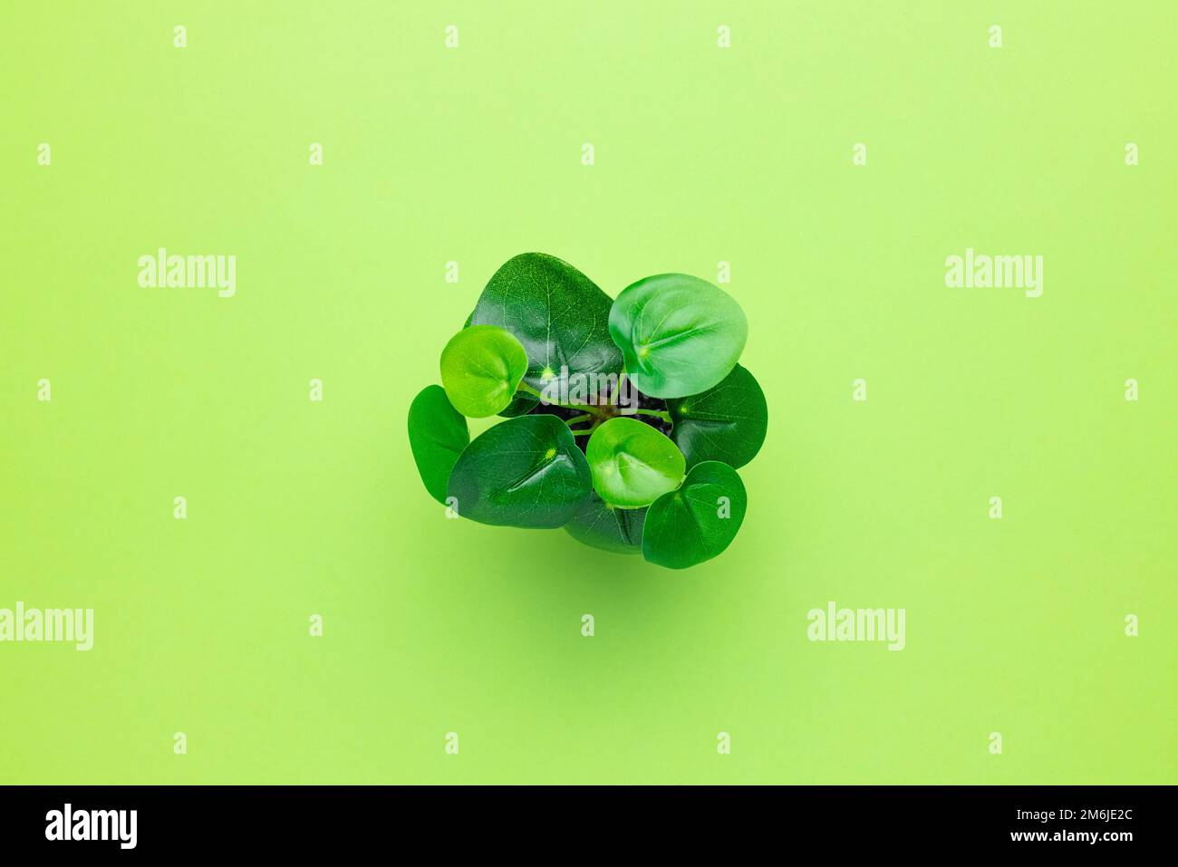 Plantes en plastique vert herbacé dans des pots sur fond vert isolé Banque D'Images