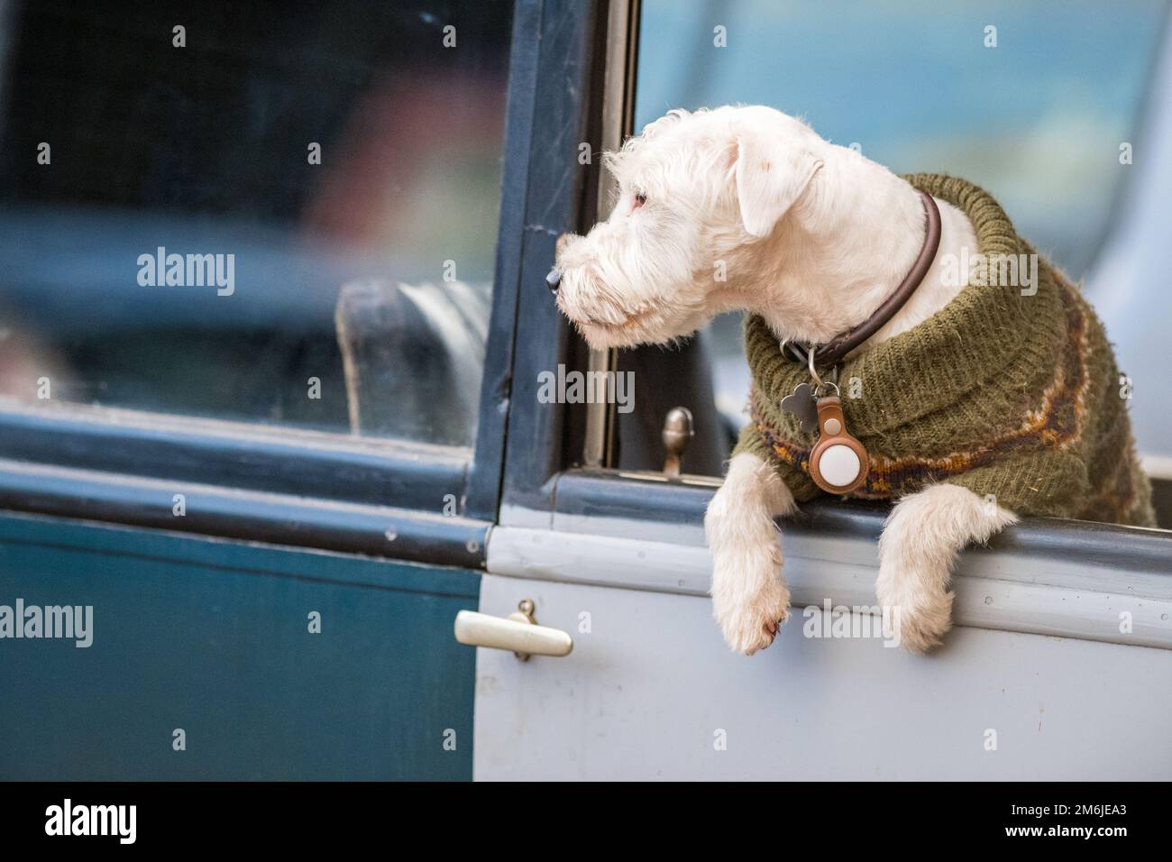 West Highland White Terrier (Westie) assis dans une voiture d'époque d'avant-guerre Banque D'Images