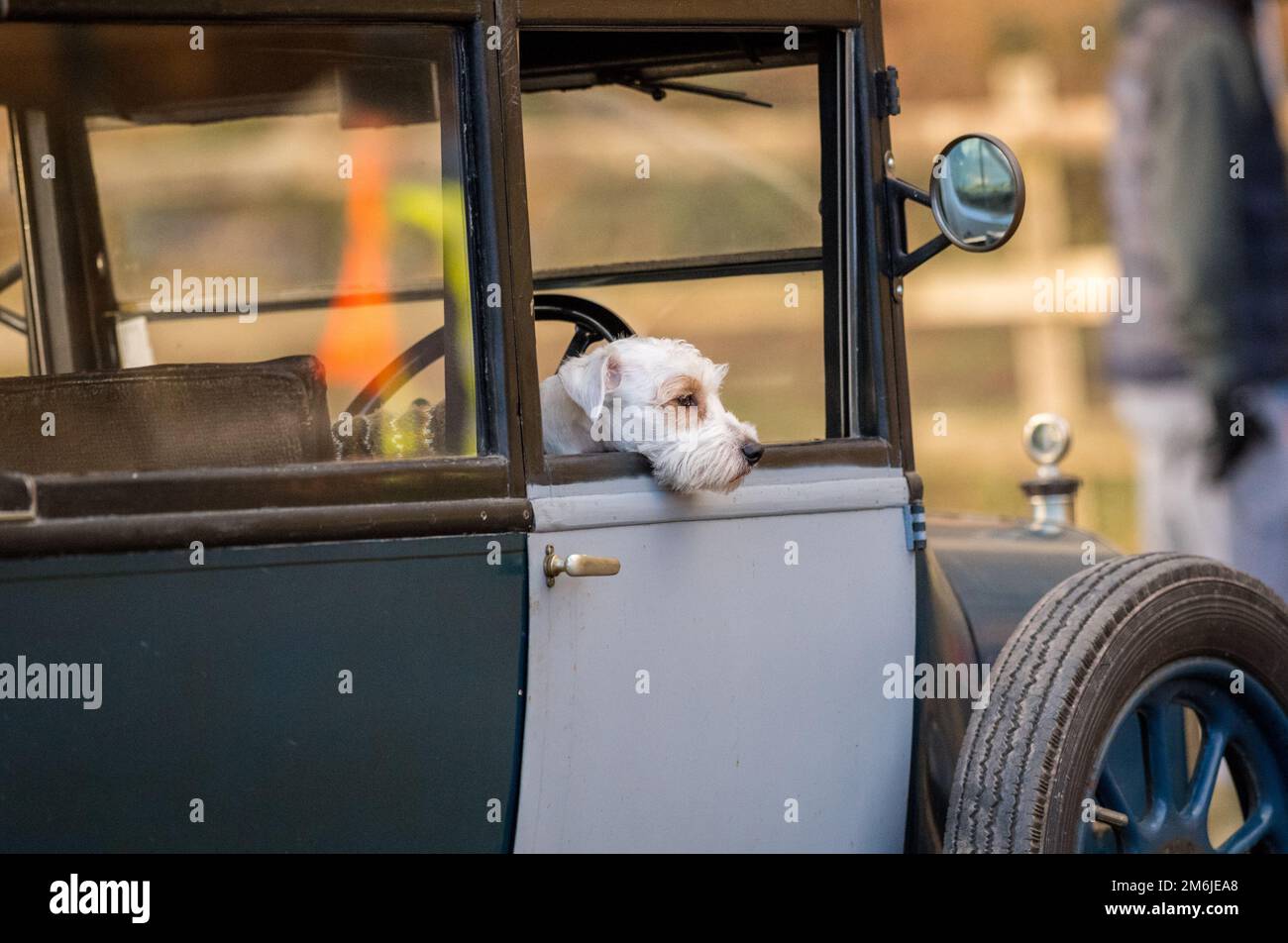 West Highland White Terrier (Westie) assis dans une voiture d'époque d'avant-guerre Banque D'Images
