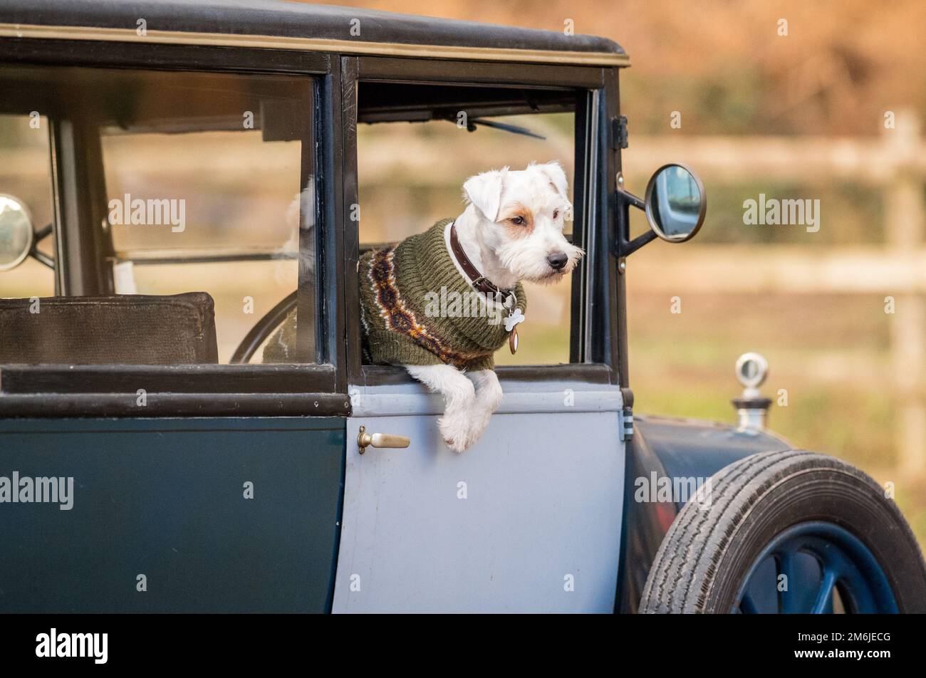 West Highland White Terrier (Westie) assis dans une voiture d'époque d'avant-guerre Banque D'Images