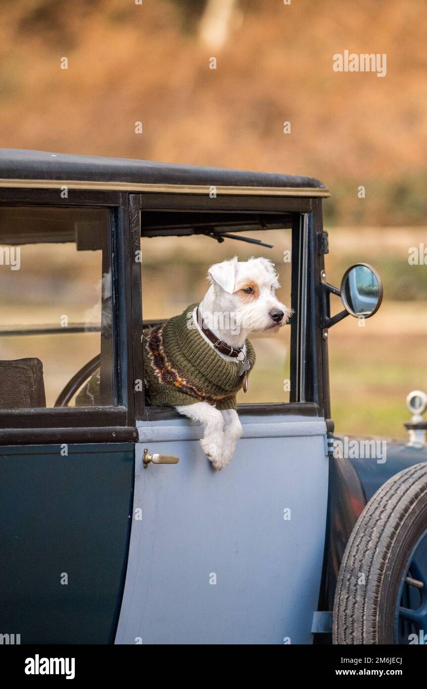 West Highland White Terrier (Westie) assis dans une voiture d'époque d'avant-guerre Banque D'Images