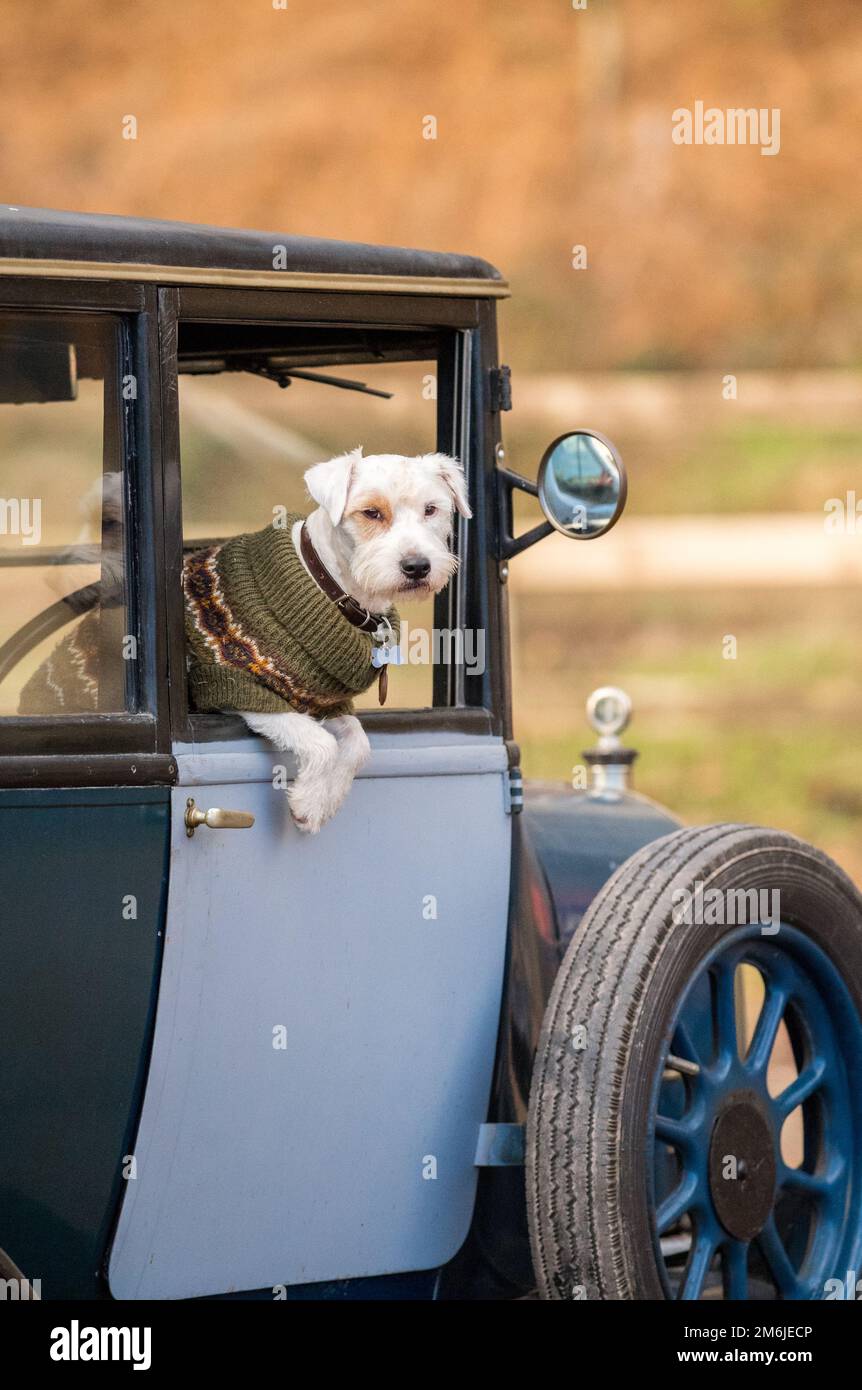 West Highland White Terrier (Westie) assis dans une voiture d'époque d'avant-guerre Banque D'Images