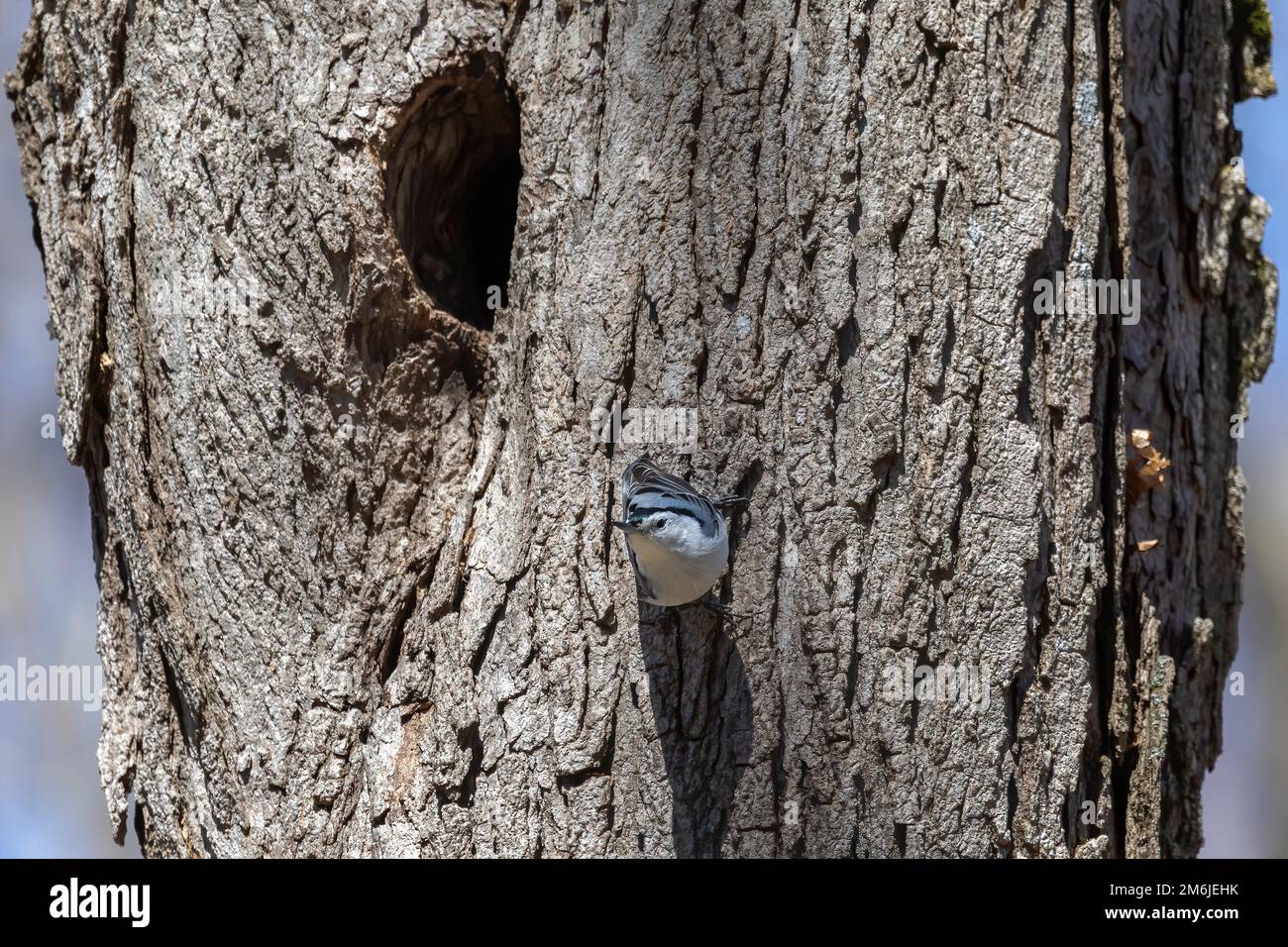 Le nuthatch à la poitrine blanche (Sitta carolinensis) Banque D'Images