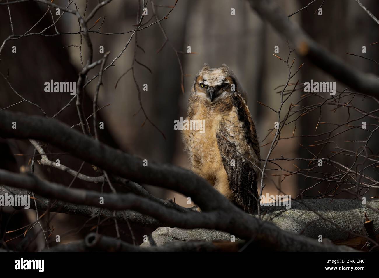 Jeune grand hibou à cornes (Bubo virginianus) dans le parc national du Wisconsin. Banque D'Images