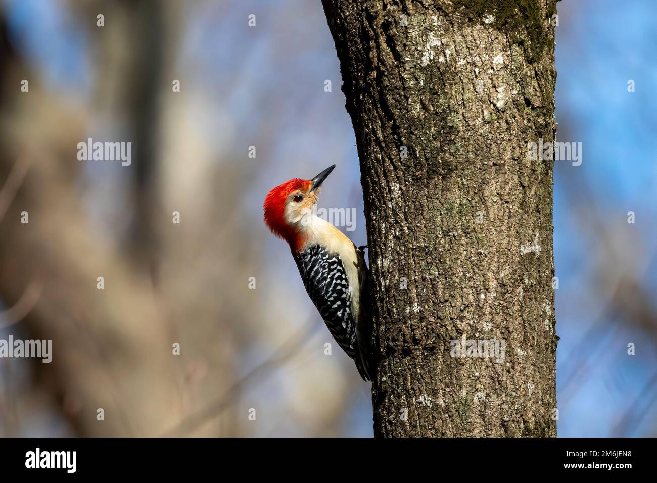 Le pic à ventre rouge (Melanerpes carolinus) dans le parc. Banque D'Images