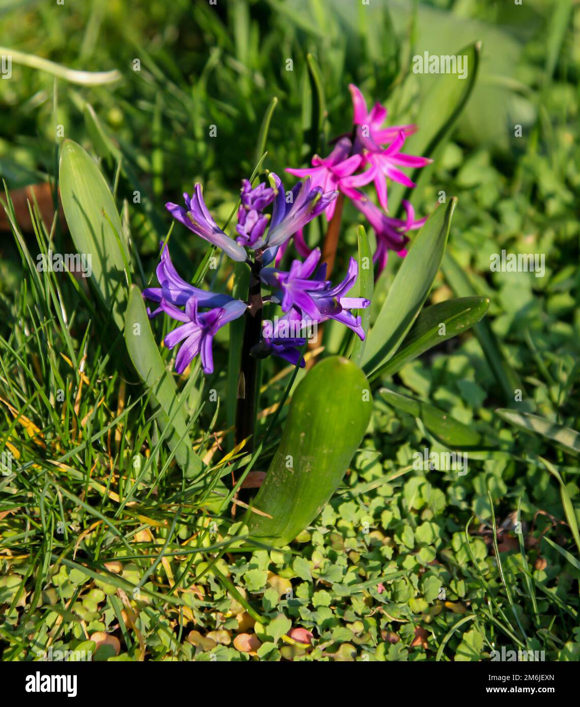 Gros plan de la fleur ouverte de jacinthe. Banque D'Images