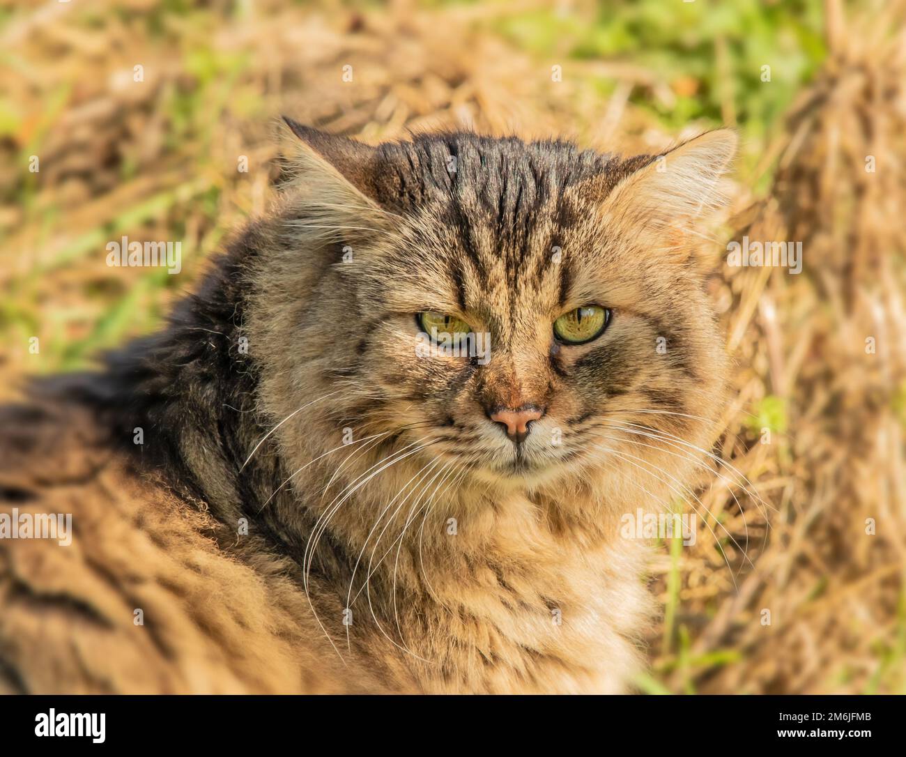 Chat domestique 'Felis catus Banque D'Images