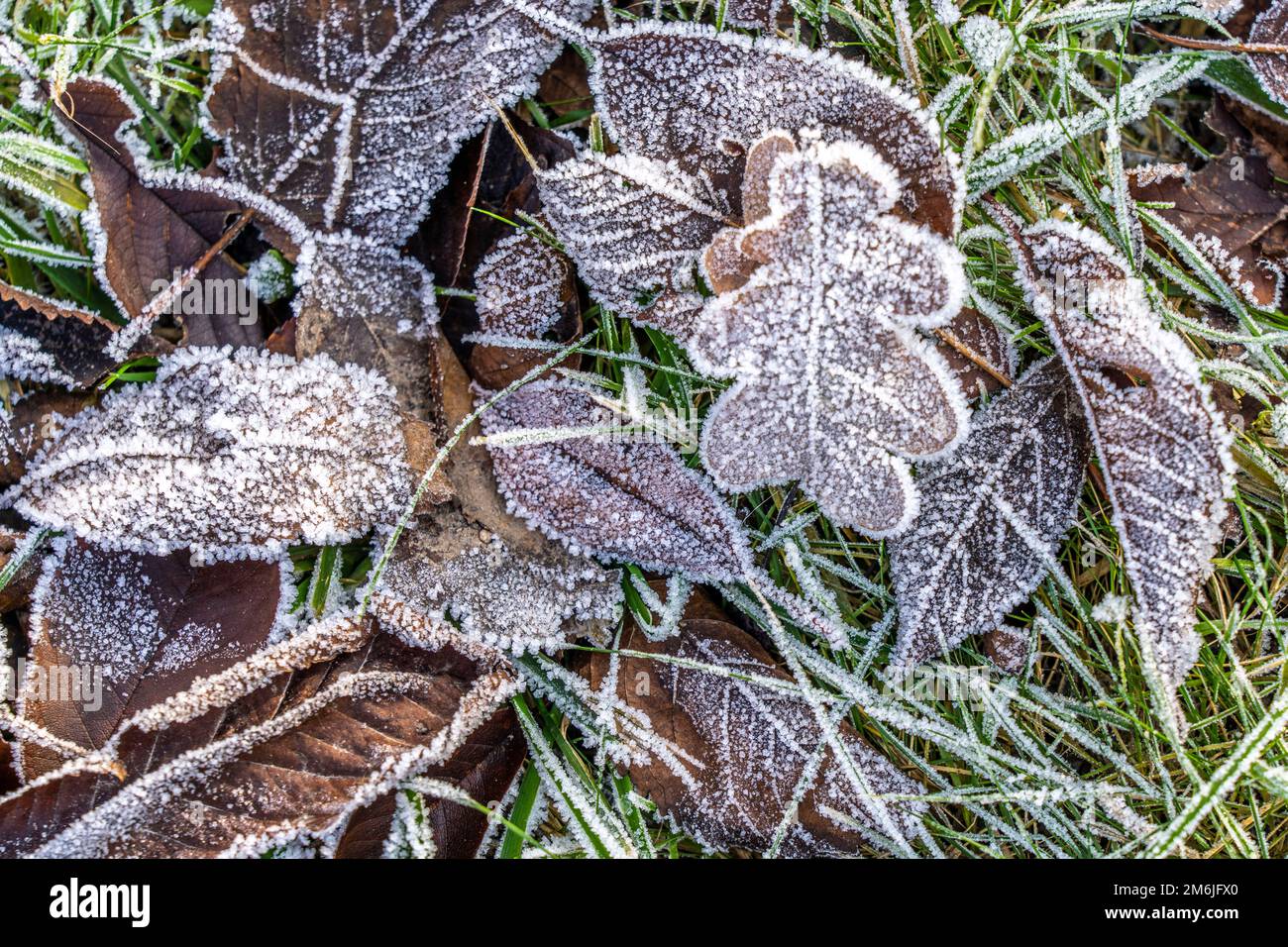 Hiver, givre sur les feuilles et les herbes, froid, gel, NRW, Allemagne Banque D'Images