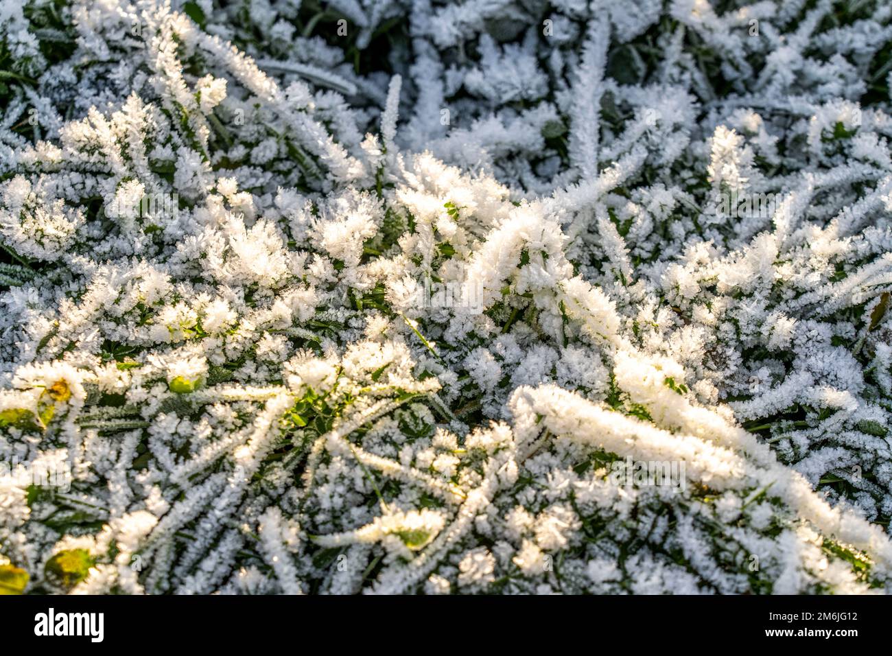 Hiver, givre sur les feuilles et les herbes, froid, gel, NRW, Allemagne Banque D'Images