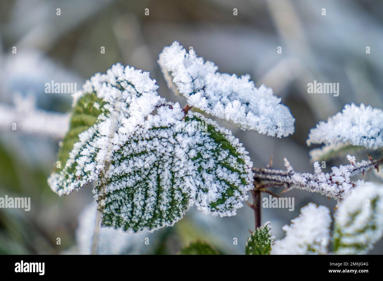 Hiver, givre sur les feuilles et les herbes, froid, gel, NRW, Allemagne Banque D'Images