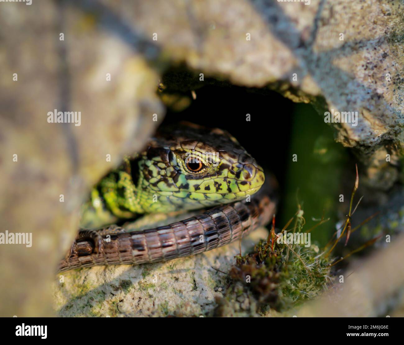 Un lézard de clôture mâle se cache et cache bien sur un rocher chaud. Banque D'Images