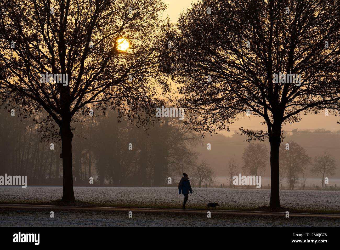 Marche d'hiver avec chien, près de Dorsten, NRW, Allemagne Banque D'Images