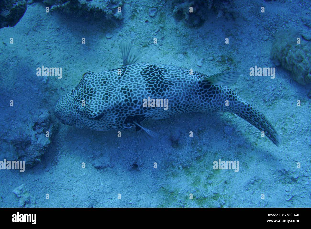 un pufferfish étoilé accroché au récif Banque D'Images