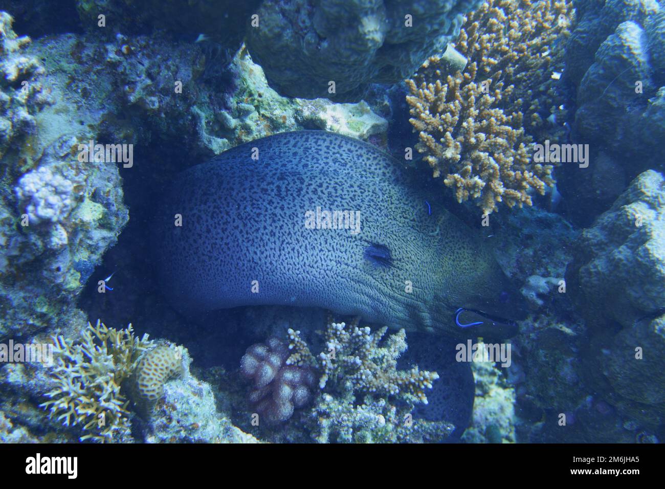 une moray géante se laissa nettoyer par du poisson plus propre/wrasse à quatre lignes Banque D'Images