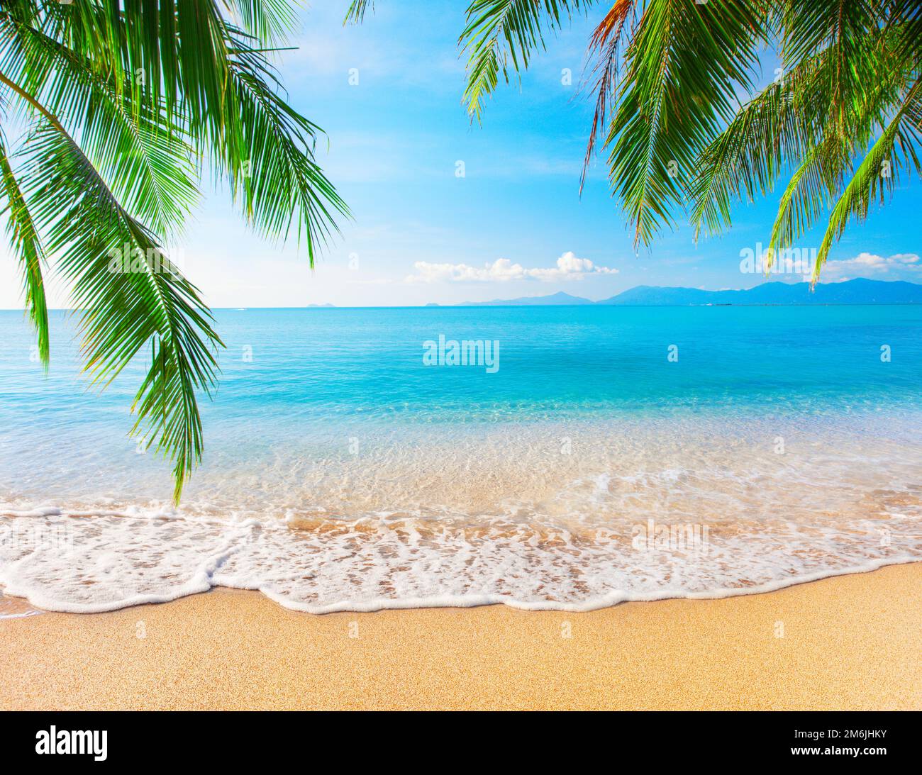 Plage tropicale avec cocotier Banque D'Images