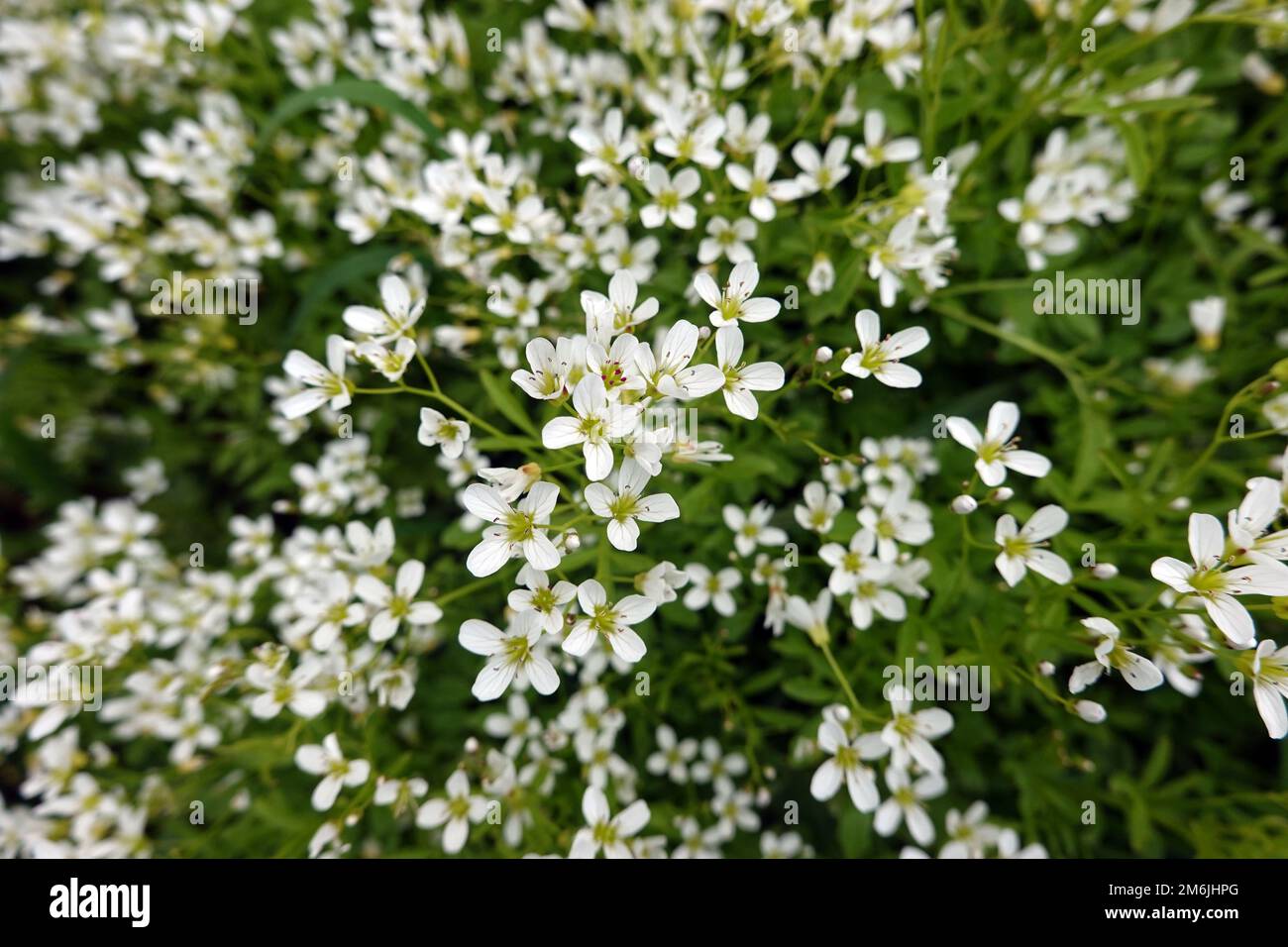 Moût amer (Cardamine amara), également fausse cresson ou cresson amer Banque D'Images
