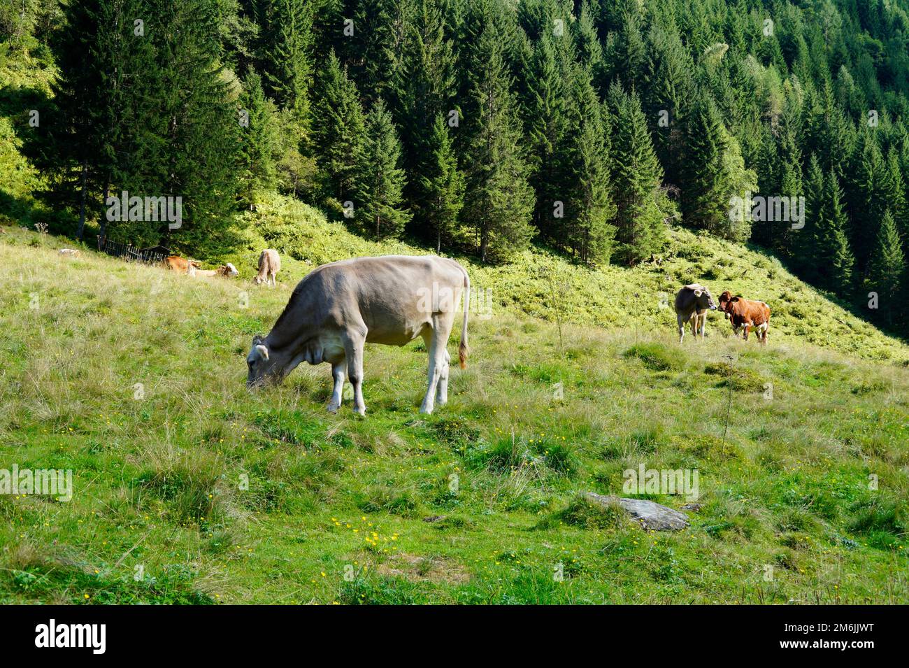 Vaches alpines qui bissent dans la vallée alpine verdoyante des Alpes autrichiennes de la région de Schladming-Dachstein lors d'une magnifique journée d'été (Schladming, Autriche) Banque D'Images