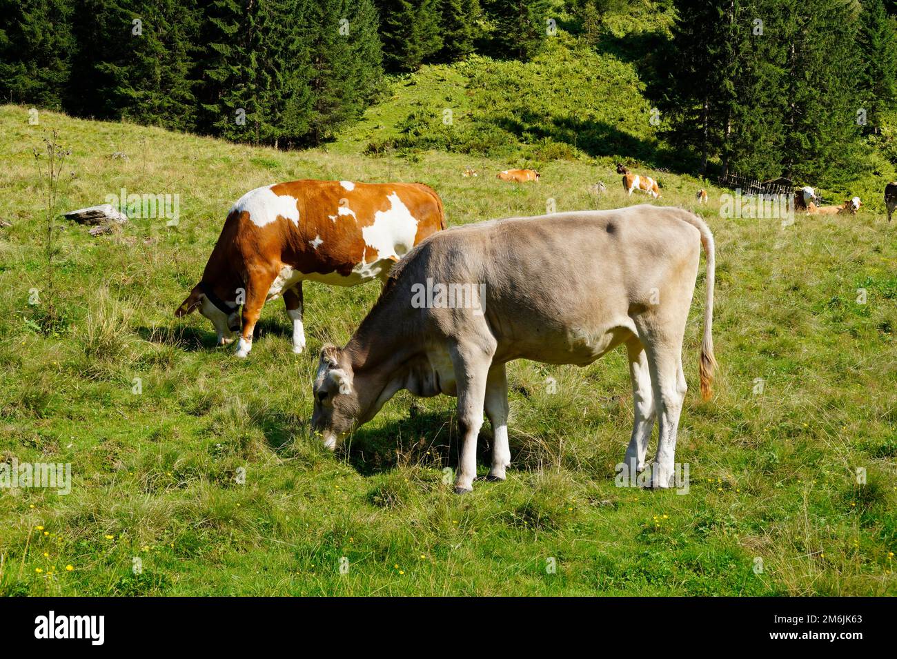 Vaches alpines qui bissent dans la vallée alpine verdoyante des Alpes autrichiennes de la région de Schladming-Dachstein lors d'une magnifique journée d'été (Schladming, Autriche) Banque D'Images