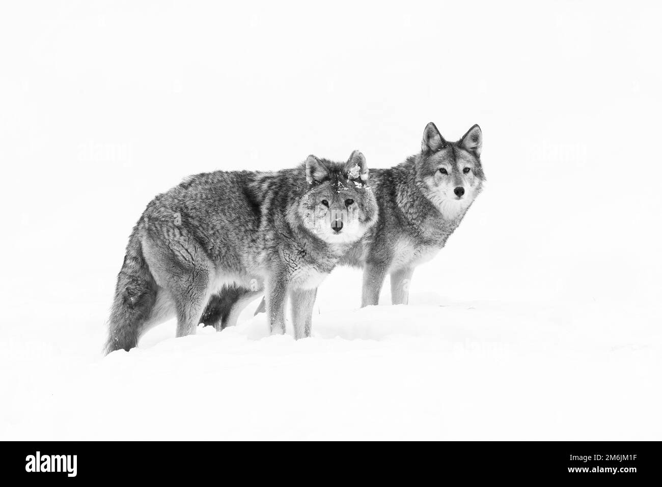 Paire de coyotes en hiver canadien Banque D'Images