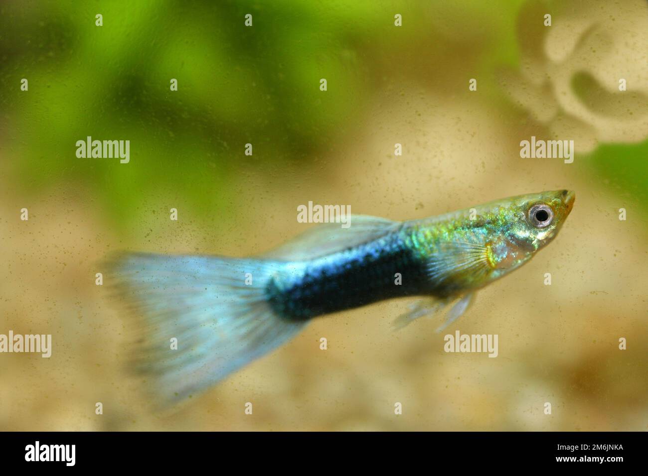 guppy mâle (Poecilia reticulata) Banque D'Images