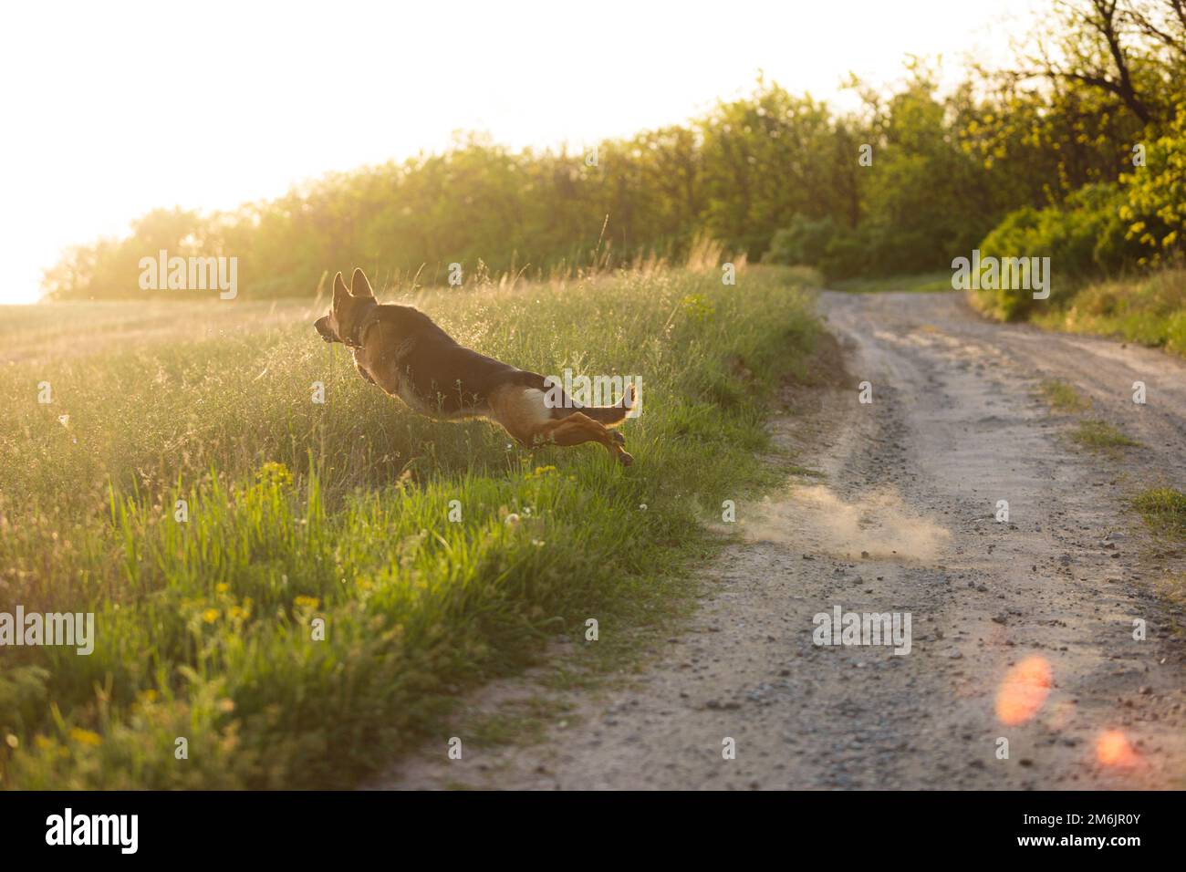 Un berger allemand pedicupidité dressage de chien et sauts sur un terrain. En été. Sur fond de nature Banque D'Images