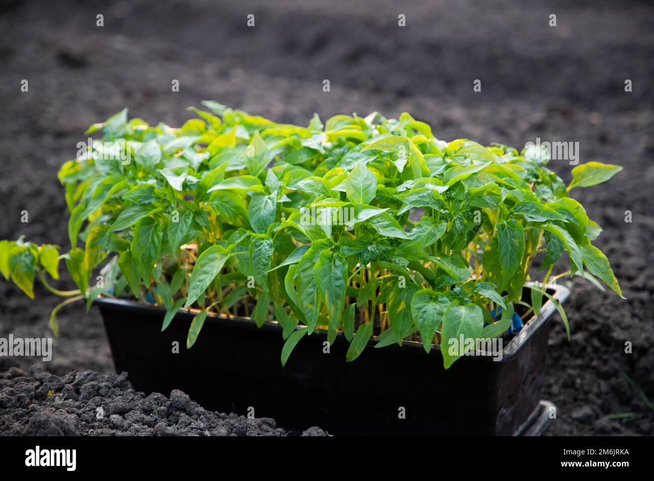Plantule de tomate dans un pot dans un jardin Banque D'Images