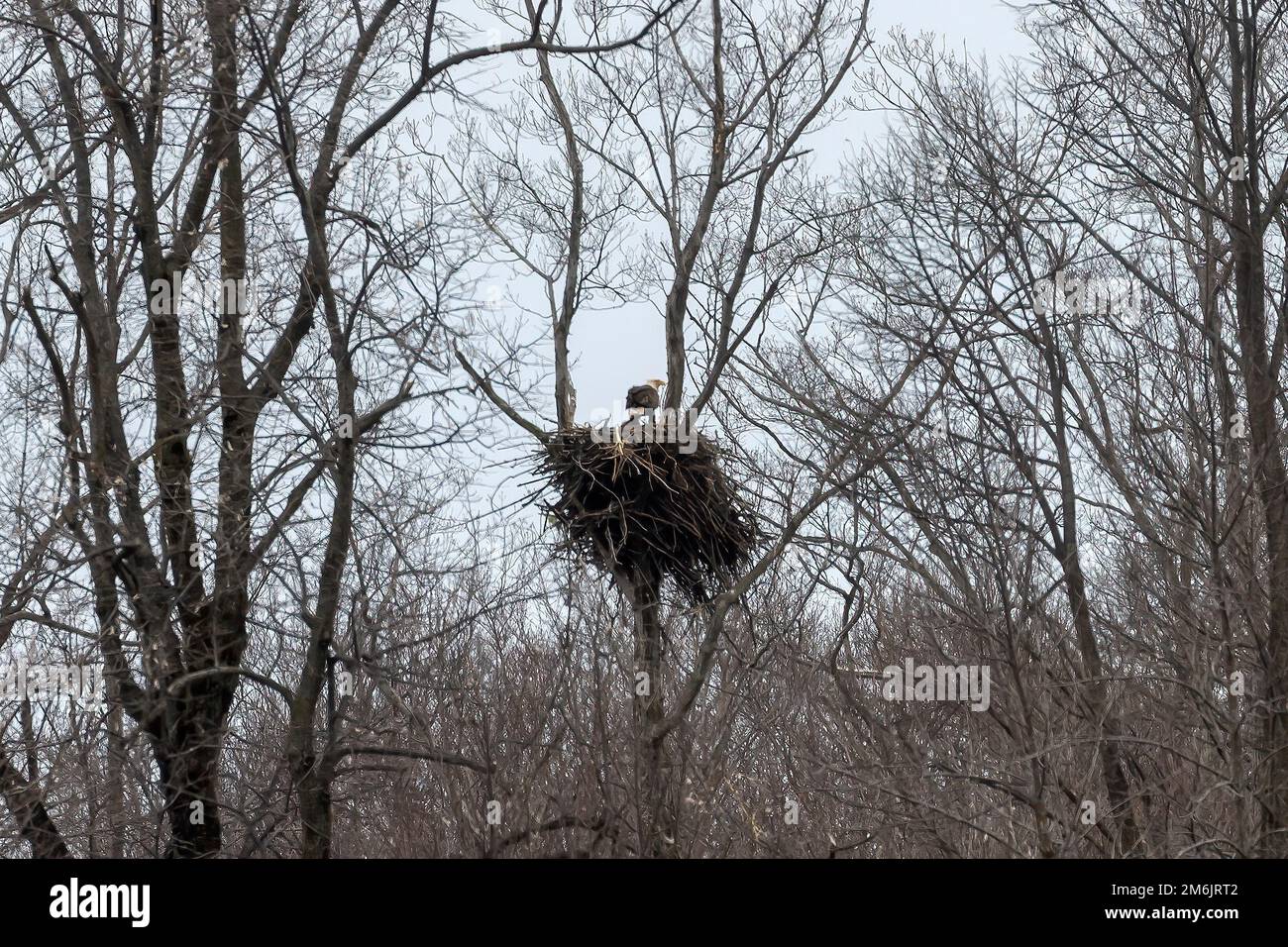 Le nid de l'aigle à tête blanche Banque D'Images