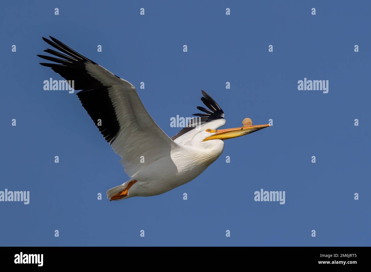 Pélican américain blanc (Pelecanus erythrorhynchos) Banque D'Images