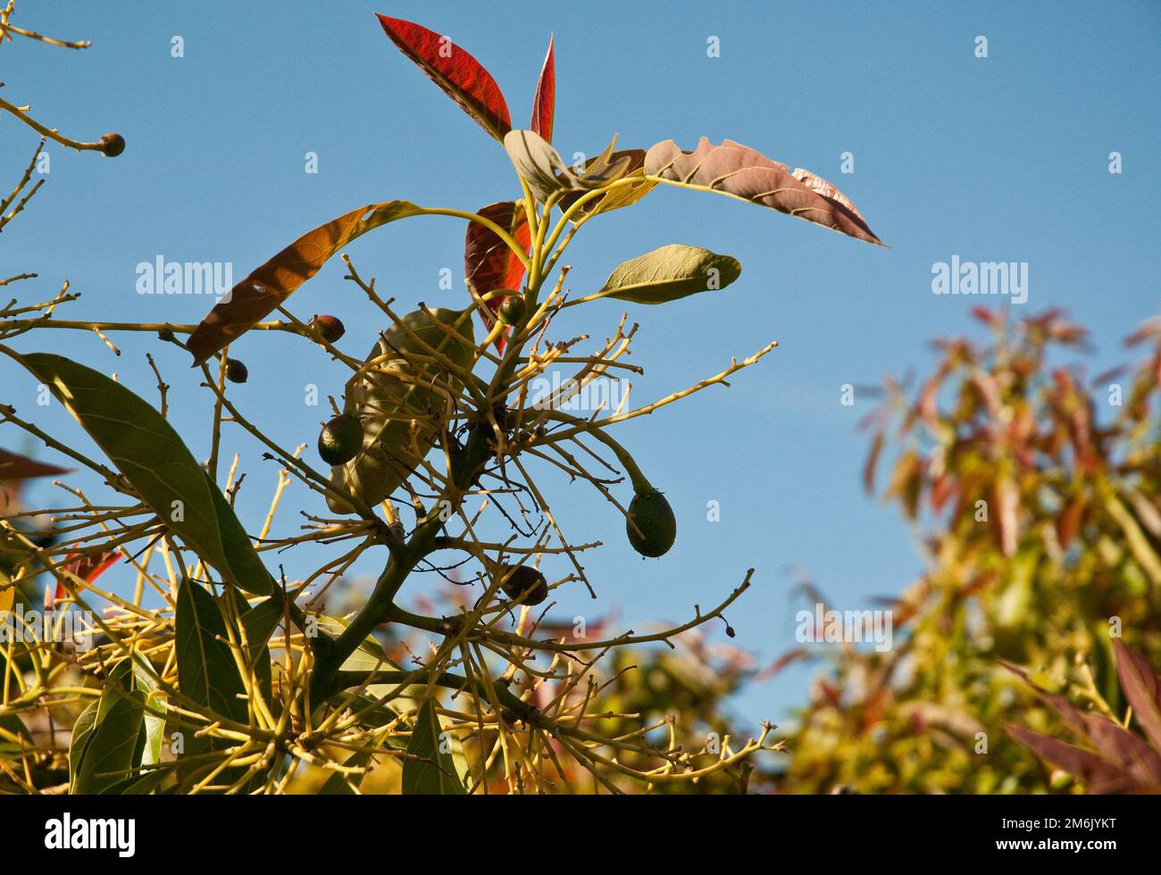 Fruits frais de croissance de feuilles et d'avocat sur l'arbre Banque D'Images