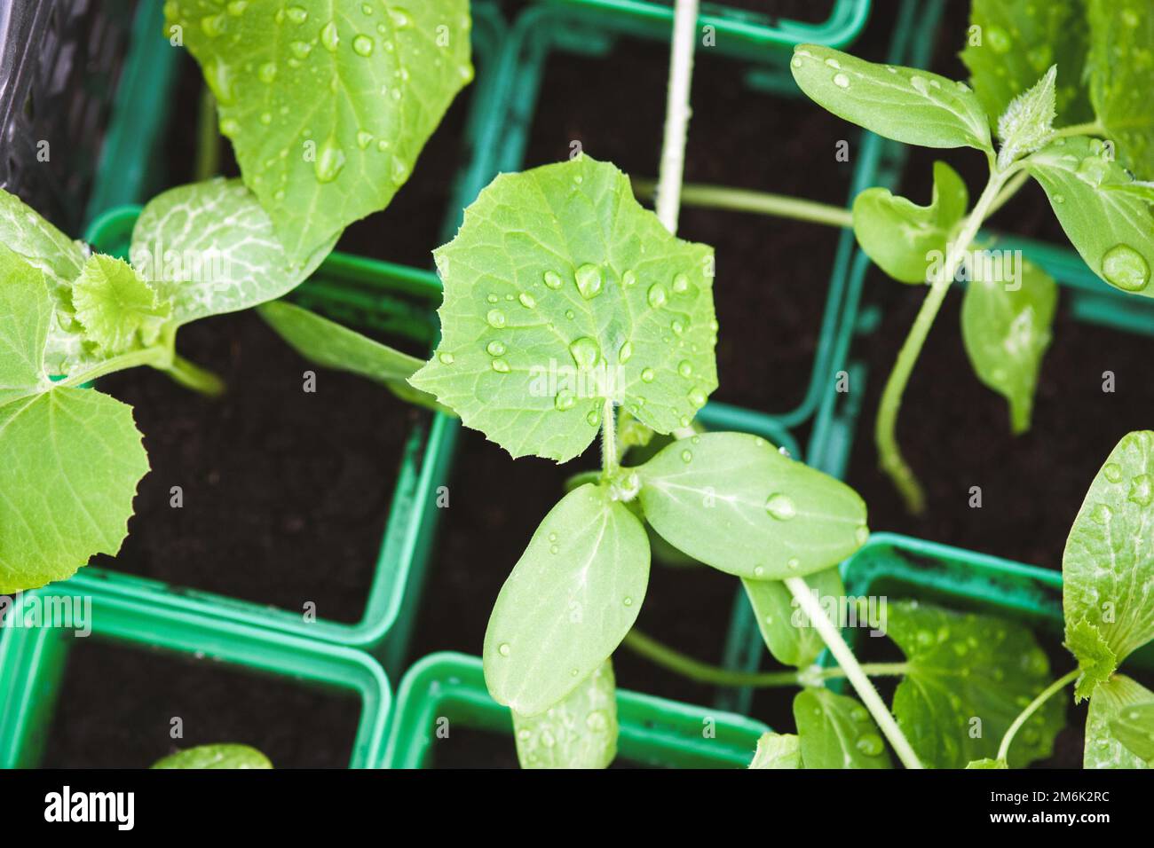 Semis de légumes biologiques en pots, plants de citrouille en croissance Banque D'Images