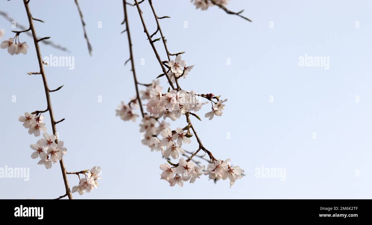 Branches coulures de cerisiers sur fond bleu ciel. Image du festival de fleurs de printemps. Banque D'Images