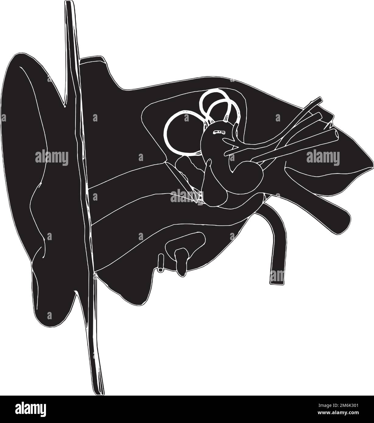 Anatomie du vecteur auriculaire Illustration de Vecteur