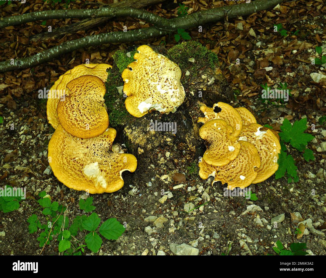 Selle de Dryad, champignon du dos du faisan Banque D'Images