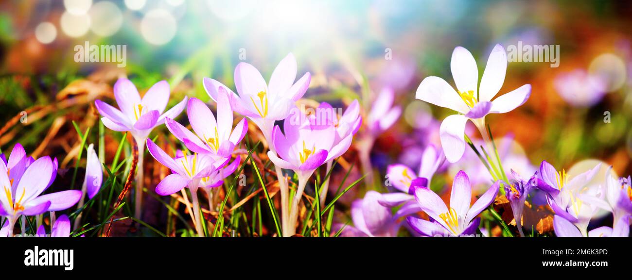 Fleurs violettes fleuries dans un doux foyer sur une journée ensoleillée de printemps Banque D'Images