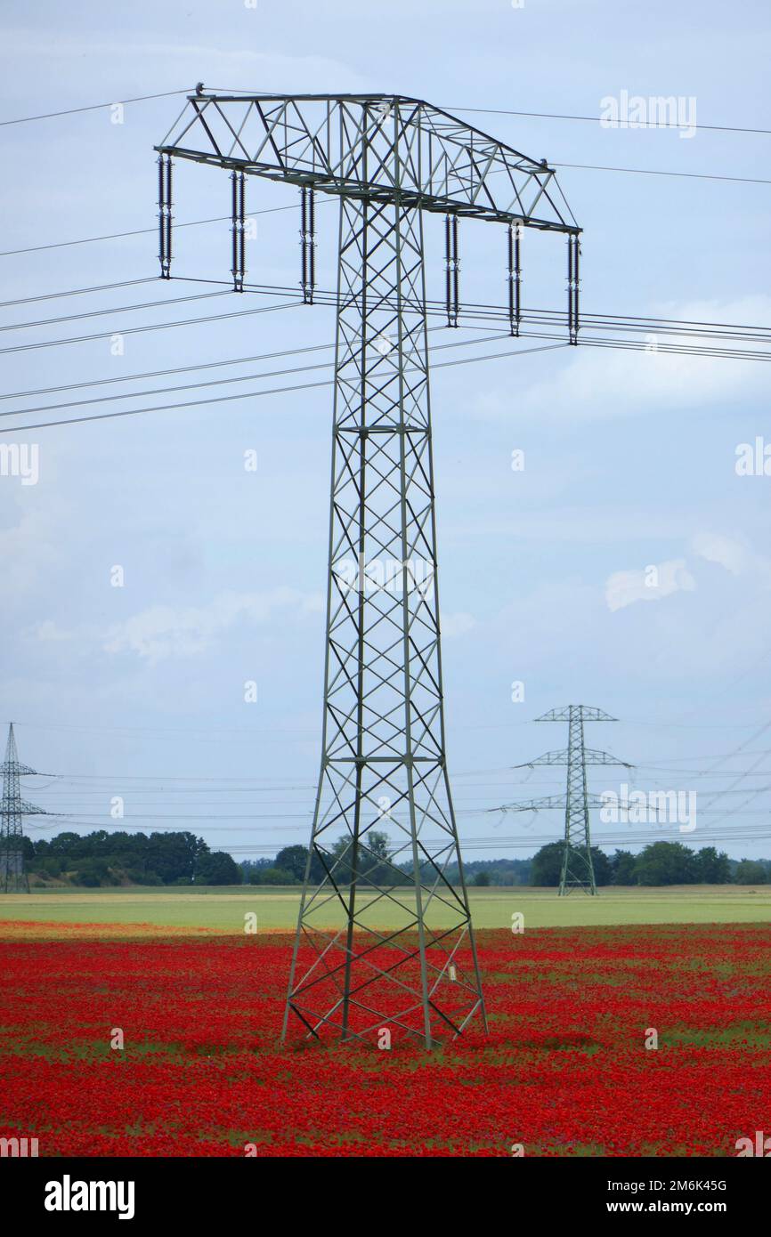 Champ de pavot dans le Brandebourg Banque D'Images