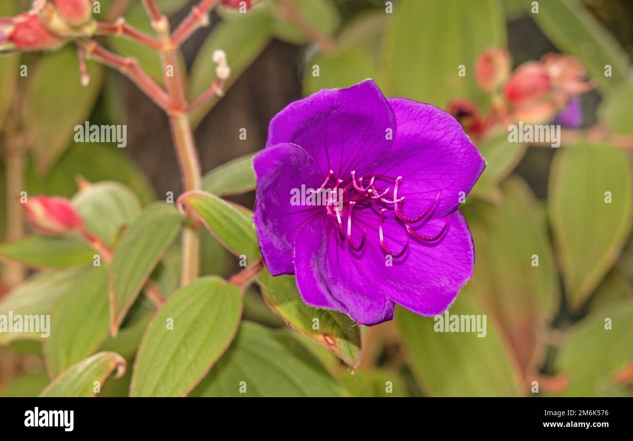 Fleur de princesse 'Tibouchina urvilleana' Banque D'Images