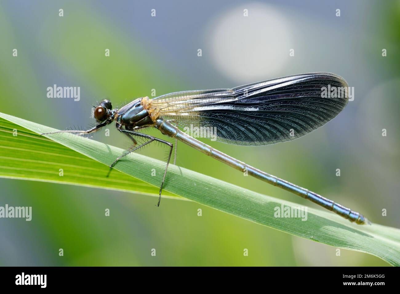 demoiselle à tête de libellule mâle (Calopteryx splendens) Banque D'Images