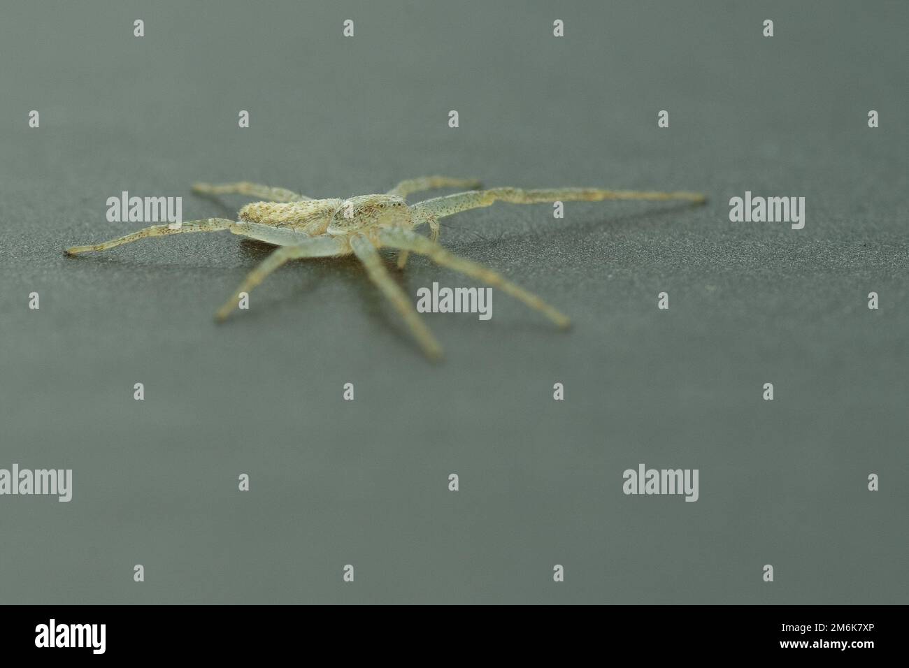 Araignée de crabe en marche - araignée de crabe philodroïde Banque D'Images