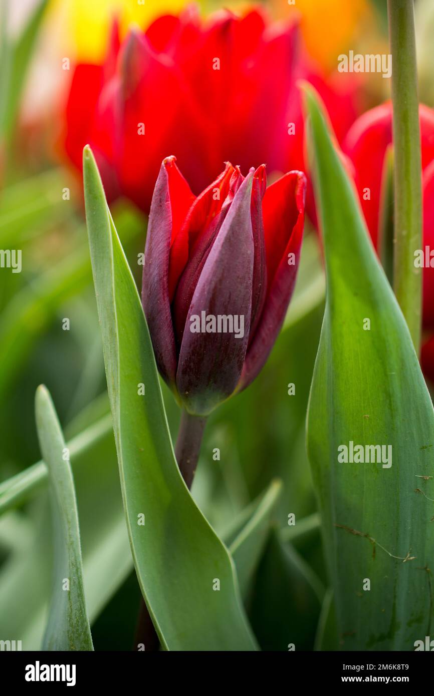 Fleur de tulipe colorée dans le jardin Banque D'Images