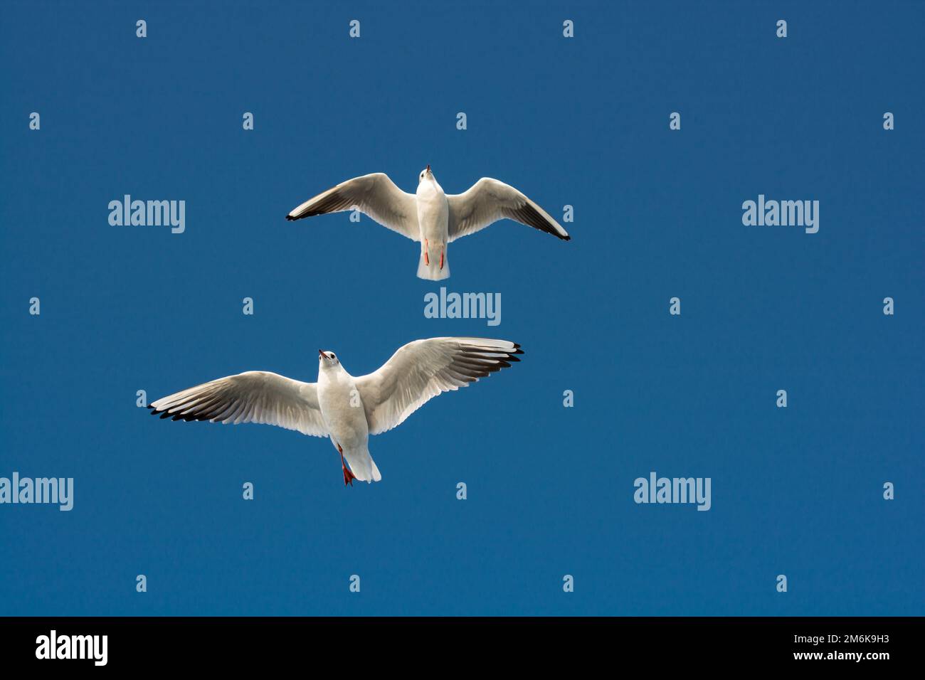 Paire de mouettes volant dans le ciel Banque D'Images