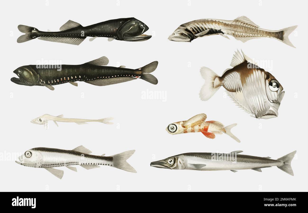 Illustration du jeu de variétés de poissons de mer profonde Illustration de Vecteur