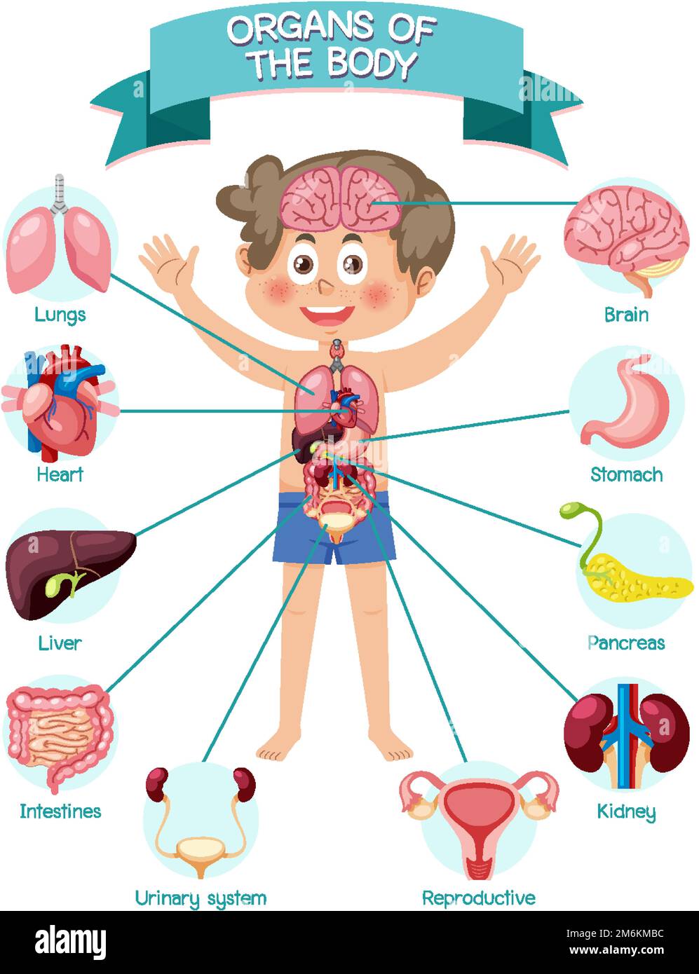 Organes internes du corps pour enfants illustration Image Vectorielle