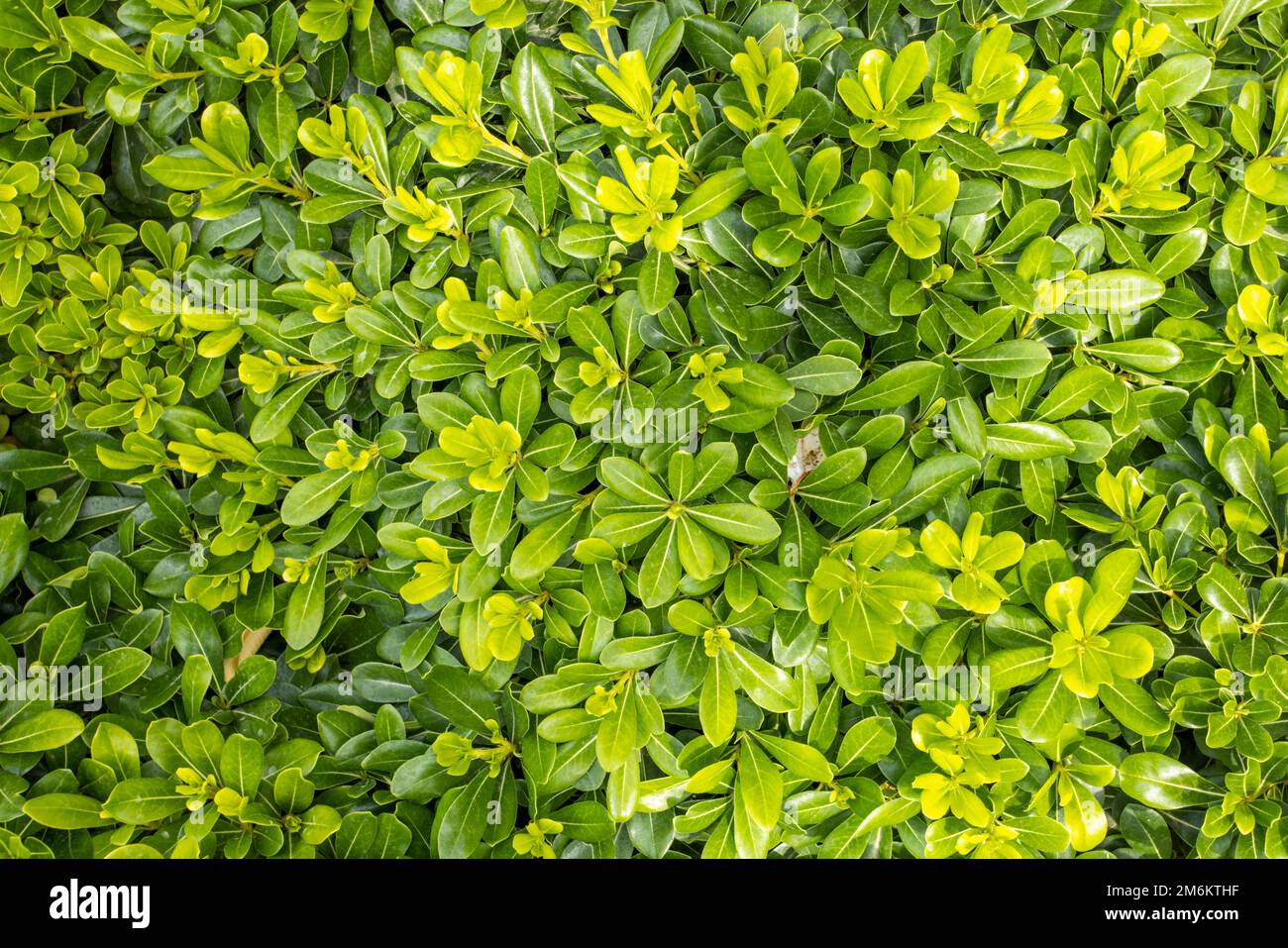 Résumé nature cycas fond de plante. Feuilles et fond floral. Forêt tropicale. Été nature forêt arbre vert Banque D'Images