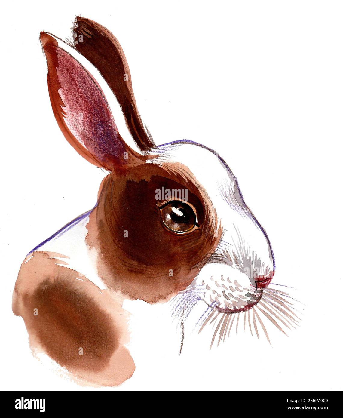 Tête de lapin mignonne. Dessin à l'encre et aquarelle Banque D'Images