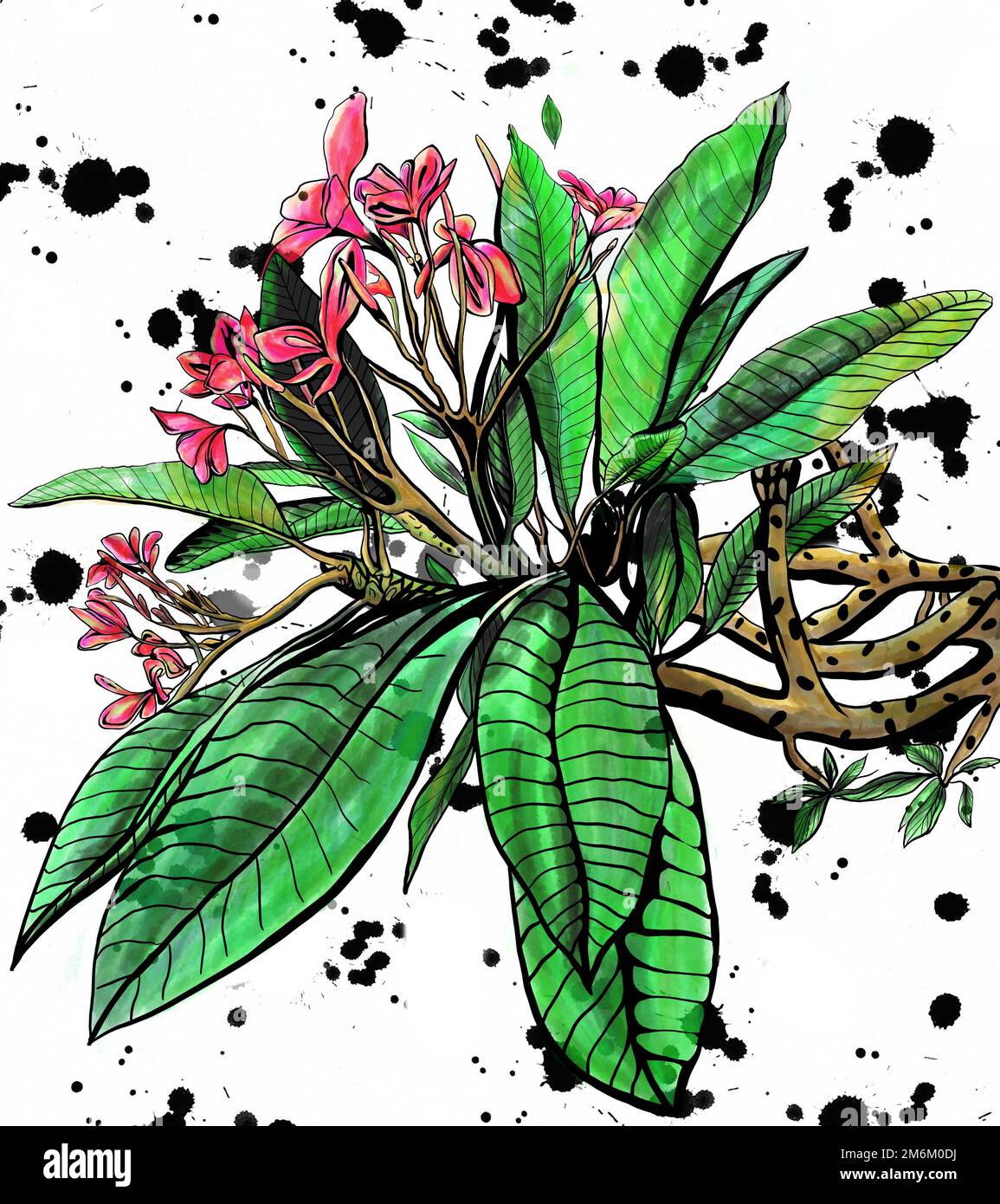 Belle aquarelle fleurs d'orchidées sur fond blanc. Orchidées roses Banque D'Images